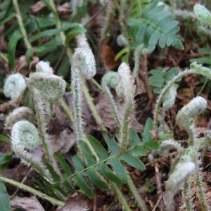 Polystichum acrostichoides