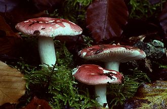 Russula mairei