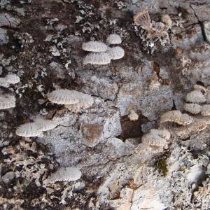 Schizophyllum commune