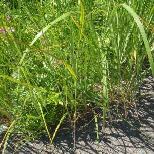Spartina pectinata