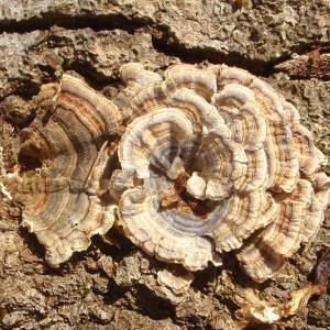 Trametes versicolor