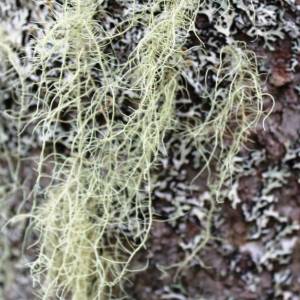 Usnea cavernosa