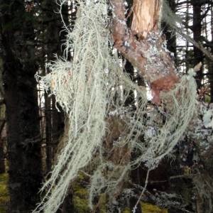 Usnea longissima