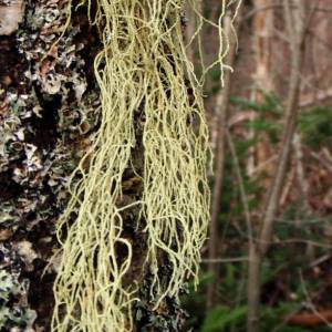 Usnea subfloridana