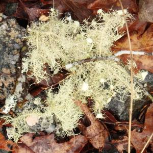 Usnea subfusca