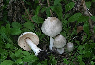 Volvariella speciosa